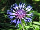 Centaure des montagnes, Bleuet vivace, Centaurea montana