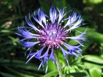 Bleuet des montagnes, Centaurée des montagnes, Jacée des Montagnes, Bleuet vivace, Centaurea montana