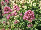 Val�riane rouge, Centranthe rouge, Lilas d�espagne, Centranthus ruber