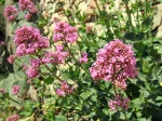 Val�riane rouge, Centranthe rouge, Lilas d�espagne, Centranthus ruber