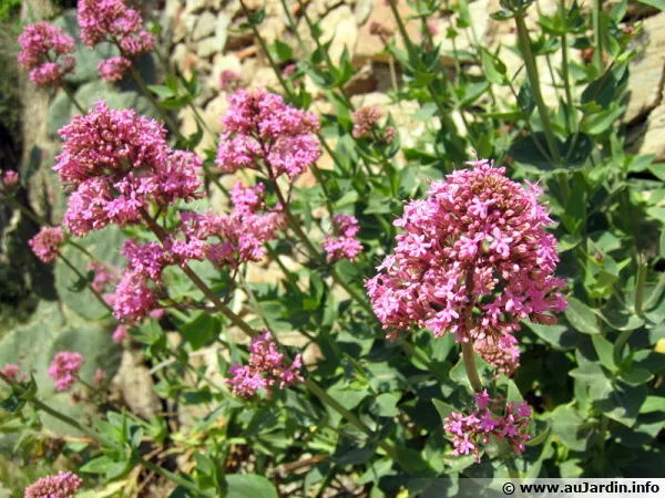 Valériane rouge, Centranthe rouge, Lilas d’espagne, Centranthus ruber