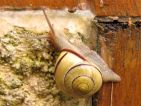 Escargots des bois, Cepae nemoralis Escargots des bois, Cepae nemoralis