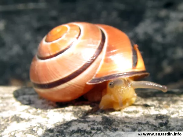 Escargots des bois, Cepaea nemoralis