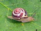 Escargot des bois, Cepaea nemoralis Escargot des bois, Cepaea nemoralis