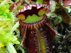 Cruche  eau d'Albany, Cphalotus, Cephalotus follicularis