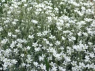 Craiste cotonneux, Oreille de souris, Coussin d'argent, Tapis d'argent, Cerastium tomentosum