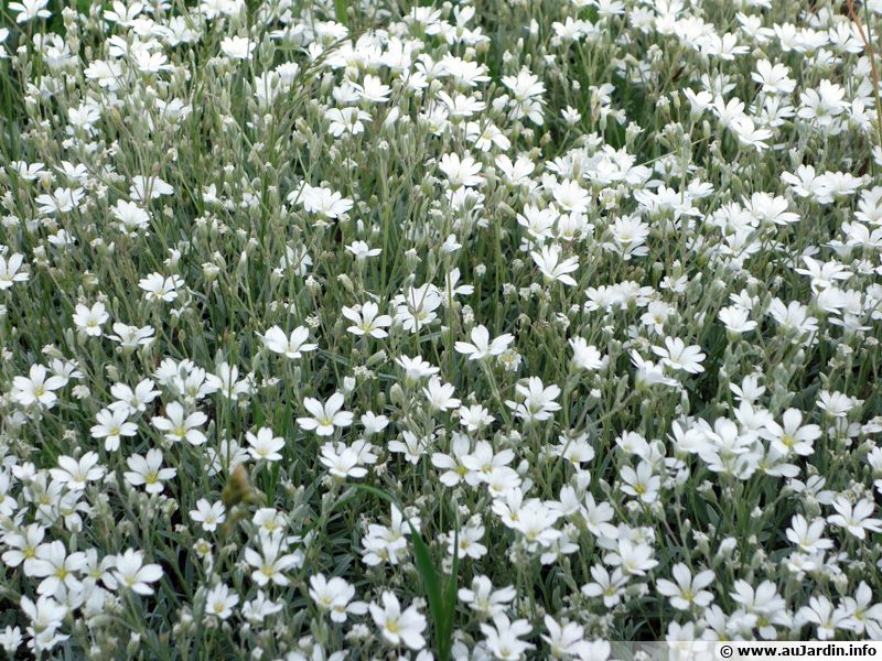 100 Semi Di Céraiste Tomenteux – Fiore Perenne – Pianta Vivace (Biologica)