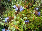 Plumbago de Willmott, Ceratostigma willmottianum