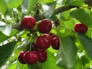 Questions fr�quentes sur le cerisier
