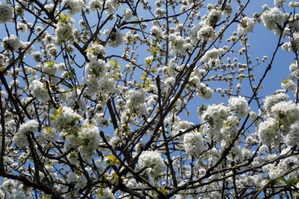 Cerisier en fleurs au printemps