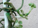 Fleur de la plante parachute, Ceropegia sandersonii
