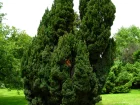 Cyprs de Lawson, Faux cyprs, Chamaecyparis lawsoniana