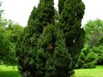 Chamaecyparis lawsoniana 'Ellwoodii' Chamaecyparis lawsoniana 'Ellwoodii'