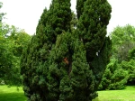 Chamaecyparis lawsoniana 'Ellwoodii'