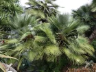 Palmier nain, Palmier de Mditerrane, Chamaerops humilis