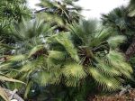 Palmier nain, Palmier de Méditerranée, Chamaerops humilis Palmier nain, Palmier de Méditerranée, Chamaerops humilis