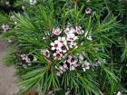 Fleur de cire de Geraldton, Wax, Chamelaucium uncinatum