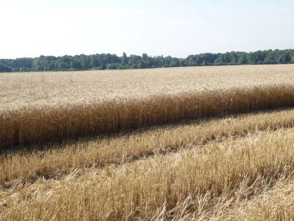 Comprendre les rvolutions vertes et leur impact sur la Nature