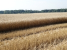 Comment les mauvaises pratiques agricoles accentuent les inondations ?
