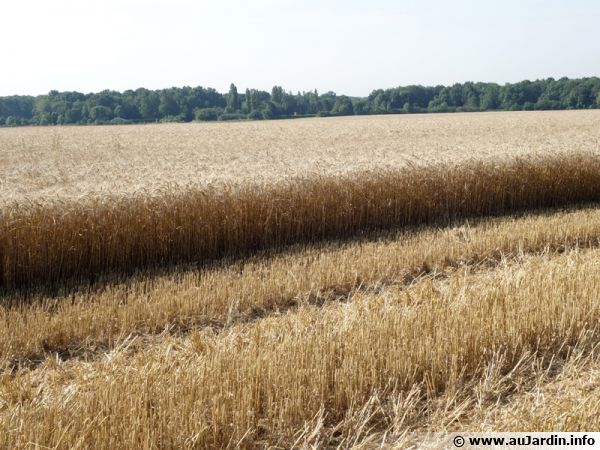 L'agriculture intensive responsable du déséquilibre des sols et aggrave certains phénomènes comme les inondations