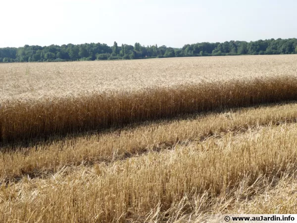 L'agriculture intensive responsable du déséquilibre des sols et aggrave certains phénomènes comme les inondations
