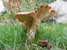 Comment identifier un champignon ?