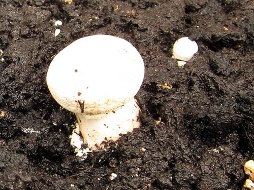 La culture de champignons, un long savoir-faire français