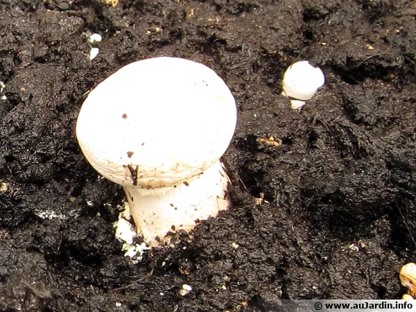 Culture de champignons de Paris