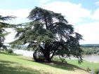 Un cèdre dans le parc du château de Chaumont sur Loire Un cèdre dans le parc du château de Chaumont sur Loire