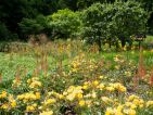 Le Chemin du Petit Poucet au château du Rivau avec associations de plantes sur le thème du jaune. Au premier plan roses jaune yellow fleurette et Eremurus Cleopatre Le Chemin du Petit Poucet au château du Rivau avec associations de plantes sur le thème du jaune. Au premier plan roses jaune yellow fleurette et Eremurus Cleopatre