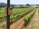 Des chauves-souris dans les vignobles