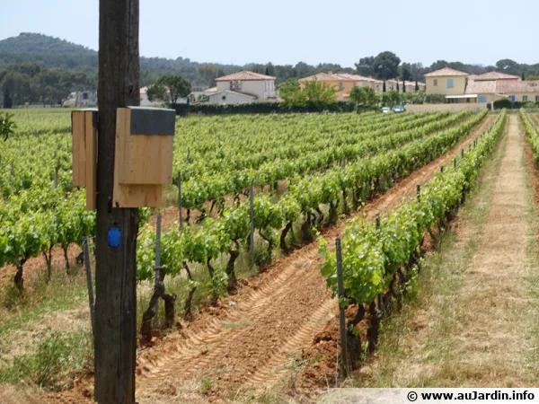 Des abris pour chauves-souris installés dans les vignobles du Var