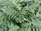 Fougre laineuse, Cheilanthes lanosa