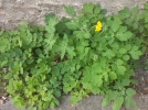 Grande Chlidoine, Herbe aux verrues, Grande claire, Chelidonium majus