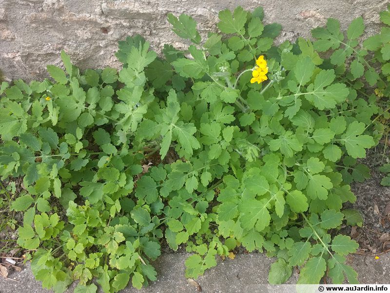 Grande Chélidoine, Herbe aux verrues, Grande éclaire, Chelidonium majus — free download