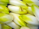 Endive, Chicore de Bruxelles, Chicon, Chichorium intybus