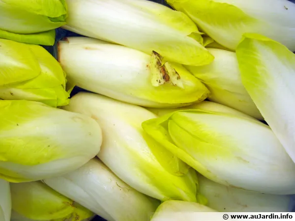 Endive, Chicorée de Bruxelles, Chichorium intybus