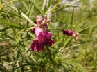 Saule du dsert, Chilopsis linearis