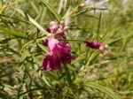 Saule du désert, Chilopsis linearis 'Burgundy' Saule du désert, Chilopsis linearis 'Burgundy'