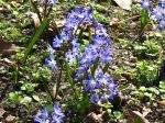 Gloire des neiges, Chionodoxa forbesii Gloire des neiges, Chionodoxa forbesii