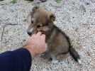 Apprendre la propret  son chiot