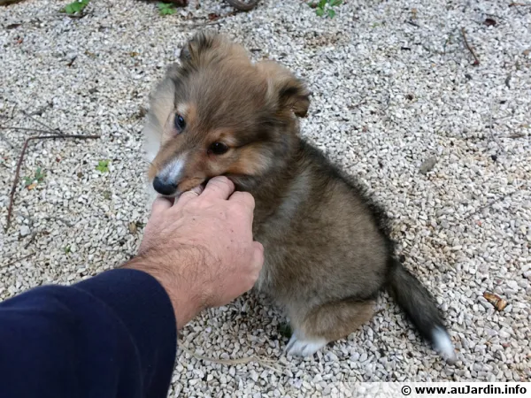 Jeune chiot de 3 mois, le féliciter lorsque'il fait ses besoins dehors par une caresse