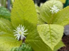 Chloranthe du japon, Chloranthus japonicus