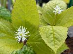 Chloranthe du japon, Chloranthus japonicus