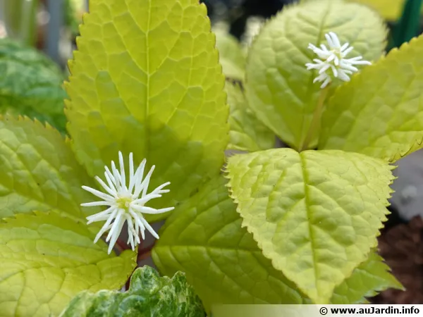 Chloranthe du japon, Chloranthus japonicus