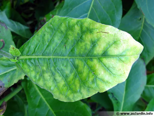 Chlorose visible sur une feuille