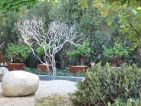 Christian Fournet signe un jardin appelé Nuances, bassin et arbre argenté
