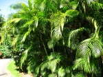 Areca, Chrysalidocarpus lutescens