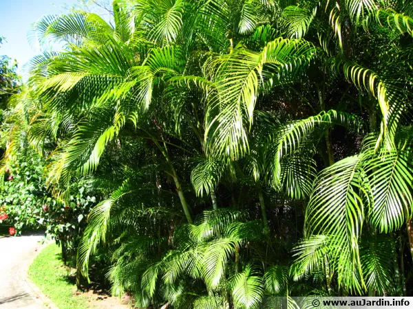 Chrysalidocarpus lutescens