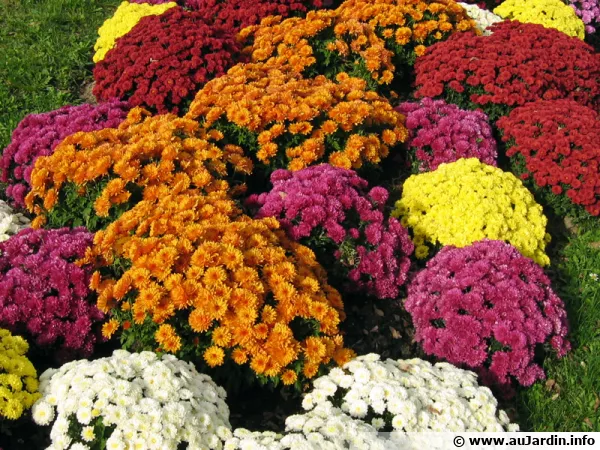 Le chrysanthme, une fleur de novembre